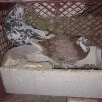 کبوتر جفت خورده نر درشت و کشیده