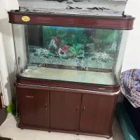 آکواریوم چینی