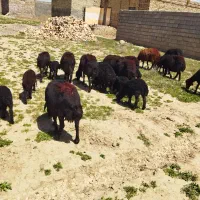 فروش میش  غزل موفر