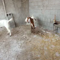 بز بعر|حیوانات مزرعه|وحدتیه, |دیوار