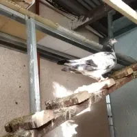 کبوتر|پرنده|رشت, تازه آباد|دیوار