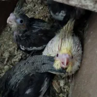 عروس هلندی|پرنده|میان جلگه, |دیوار