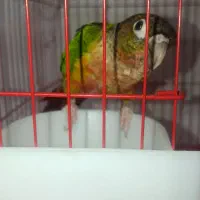 طوطی گرینچیک