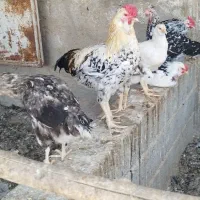 مرغ و خروس گلین ومرغ کرک و بوقلمون|حیوانات مزرعه|شیراز, علی آباد|دیوار