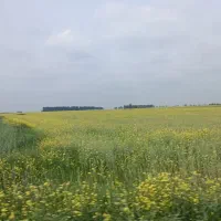 اجاره ویلا 300متری دربست کوتاه مدت گنبد کاووس