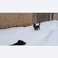 فروش سگ شکاری