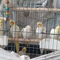 پرنده عروس هلندی