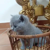 گربه بریتیش اصیل