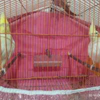 عروس هلندی|پرنده|شاندیز, |دیوار