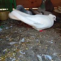 کفتر تهرانی نر معاوضه
