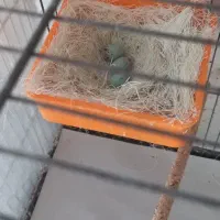 جفت قناری|پرنده|یزد, |دیوار