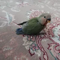 طوطی برزیلی دستی