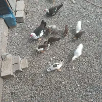 چند عدد اردک اسراییلی