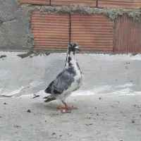 کفتر.