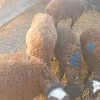 بره ریز همو و هترو