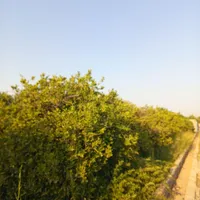 فروش باغ باغچه|فروش زمین و ملک کلنگی|دزفول, |دیوار