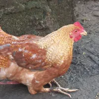 10عدد خروس های جوان وآواز خوان محلی|حیوانات مزرعه|رشت, بوسار|دیوار