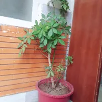 گل شلفرا بزرگ|گل و گیاه طبیعی|مبارکه, |دیوار