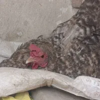 فروش مرغ کرک لری
