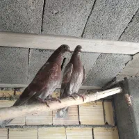 کبوتر شهرضا