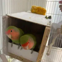 طوطی برزیلی بالغ