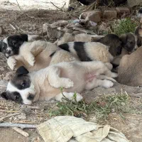 واگذاری توله سگ