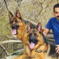 ژرمن شجره دار|سگ|ابهر, |دیوار