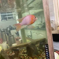 ماهی سیکیلد سیچلاید پنچ عدد