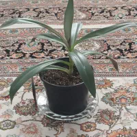فروش گل