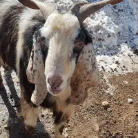 بز نر|حیوانات مزرعه|اردبیل, |دیوار