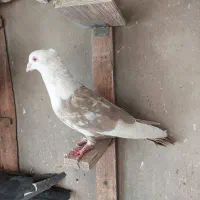 کبوتر تبعیدی|پرنده|قم, الغدیر|دیوار