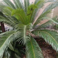 ۱۰گلدان سیکاس|گل و گیاه طبیعی|رشت, استقامت ۱|دیوار