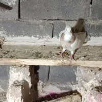 طوقی نامبر|پرنده|لالجین, |دیوار