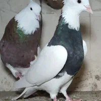 کبوتر طوقی اصل