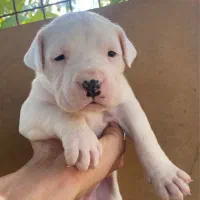 توله دوگو ارژانتینو