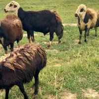 قوچ درجه یک