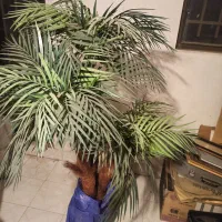 نخل مصنوعی|گل مصنوعی|اصفهان, حسین‌آباد|دیوار