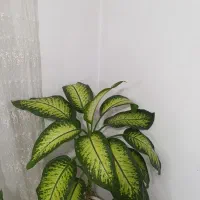 گل دیفن بزرگ و زیبا|گل و گیاه طبیعی|سنندج, |دیوار