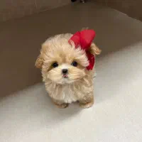 سگ باهوش|سگ|اردبیل, |دیوار