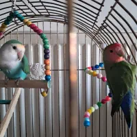 طوطی برزیلی