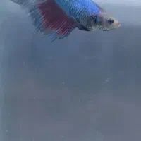 فروش پک های 5 عددی فایتر ماده|ماهی|شیراز, شهرک بهار|دیوار