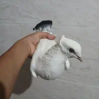 کبوتر