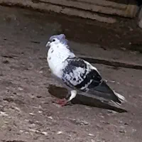 کفتر چپ کاکلی افشون مفت