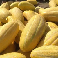 فروش خربزه به صورت عمده