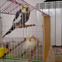 یک جفت عروس هلندی مولد