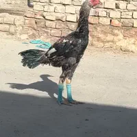 جوجه خروس بادوعدد جوجه کبوتر فروشی