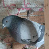 کبوتر|پرنده|هشتگرد, شهرک بعثت|دیوار