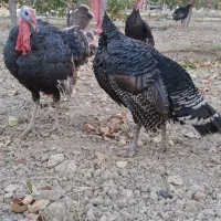 سلام  چهار عدد بلغمو نربالغ شده دارم