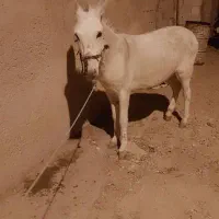 الاغ ماده باری سواری|حیوانات مزرعه|سیدان, |دیوار