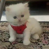 بچه گربه بیریتیش